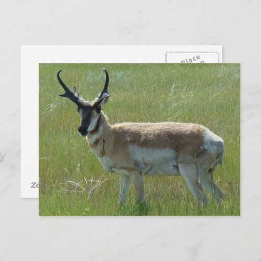 A36 Pronghorn Antelope Buck Postkarte (Vorne/Hinten)