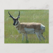 A36 Pronghorn Antelope Buck Postkarte (Vorderseite)