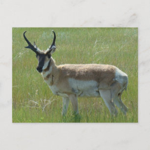A36 Pronghorn Antelope Buck Postkarte