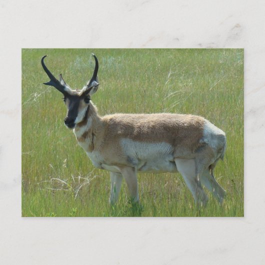 A36 Pronghorn Antelope Buck Postkarte (Vorderseite)