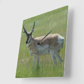 A36 Pronghorn Antelope Buck Quadratische Wanduhr (Winkel)