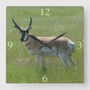 A36 Pronghorn Antelope Buck Quadratische Wanduhr