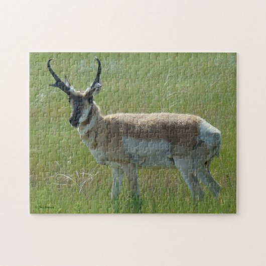 A36 Pronghorn Antilopen-Dollar Puzzle (Horizontal)