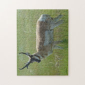 A36 Pronghorn Antilopen-Dollar Puzzle (Vertikal)