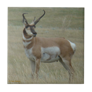 A37 Gabelantilope Krumme Hörner Fliese