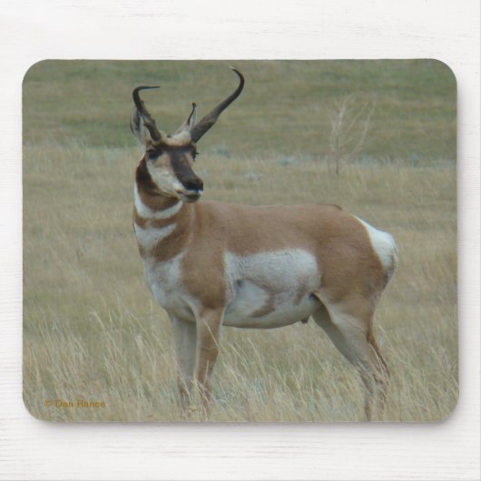 A37 Gabelantilope Krumme Hörner Mousepad (Vorne)