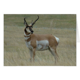 A37 Pronghorn Antelope Big Buck Crooked Horns