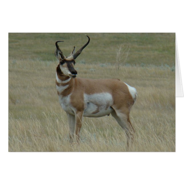 A37 Pronghorn Antelope Big Buck Crooked Horns (Vorderseite (Horizontal))
