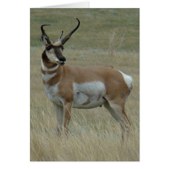 A37 Pronghorn Antelope Big Buck Crooked Horns (Vorne)