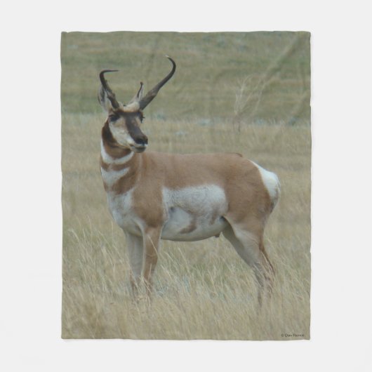 A37 Pronghorn Antelope Big Buck Crooked Horns Fleecedecke (Vorderseite)