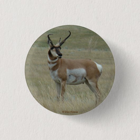 A37 Pronghorn Antelope Buck Crooked Horns Button (Vorderseite)