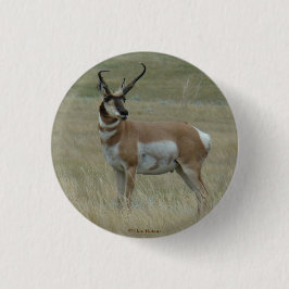 A37 Pronghorn Antelope Buck Crooked Horns Button