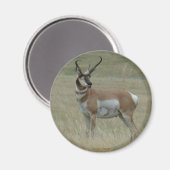 A37 Pronghorn Antelope Buck Crooked Horns Magnet (Vorderseite/Rückseite)