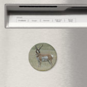A37 Pronghorn Antelope Buck Crooked Horns Magnet (In Situ (Geschirrspüler))