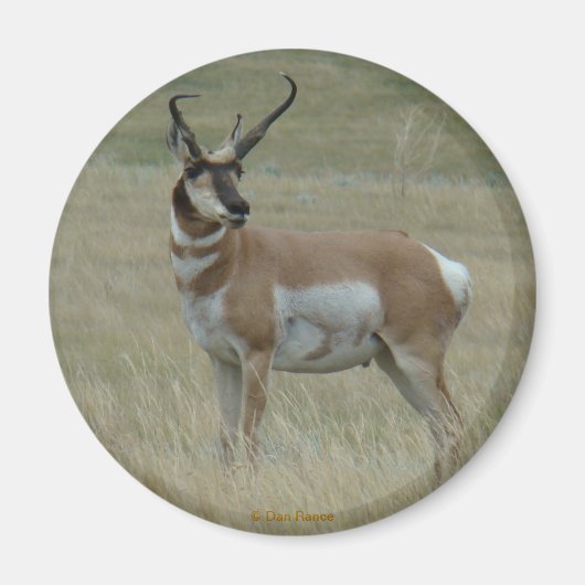 A37 Pronghorn Antelope Buck Crooked Horns Magnet (Vorne)