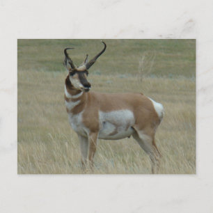 A37 Pronghorn Antelope Buck Crooked Horns Postkarte