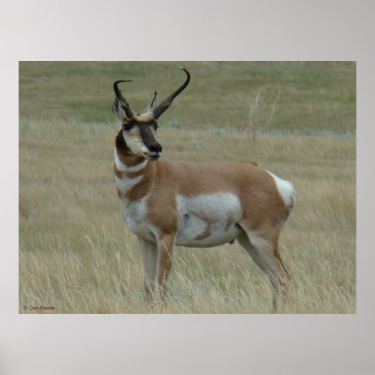 A37 Pronghorn Antelope Crooked Horns Poster (Vorne)