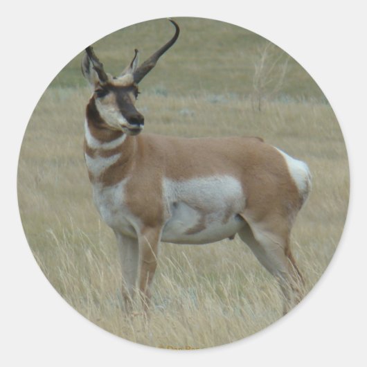 A37 Pronghorn Antelope Crooked Horns Runder Aufkleber (Vorderseite)