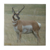 A37 Pronghorn Antilopen-gekrümmte Hörner Fliese (Vorderseite)