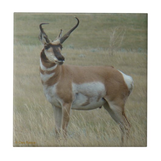 A37 Pronghorn Antilopen-gekrümmte Hörner Fliese (Vorderseite)