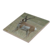 A37 Pronghorn Antilopen-gekrümmte Hörner Fliese (Seite)