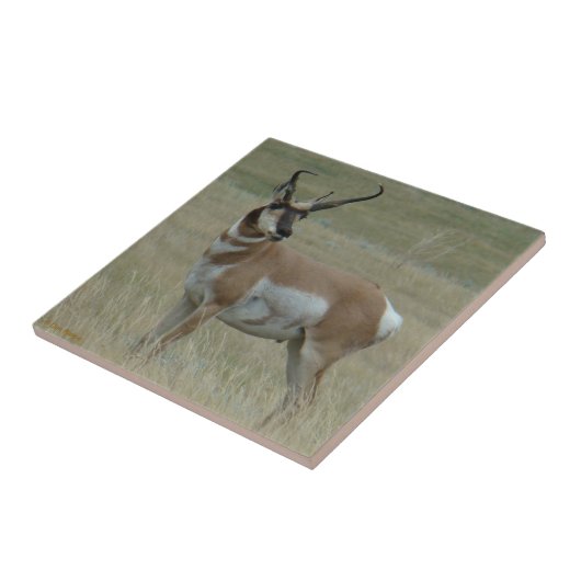 A37 Pronghorn Antilopen-gekrümmte Hörner Fliese (Seite)