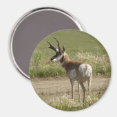 A39 Pronghorn Antelope Buck Magnet (Vorderseite/Rückseite)