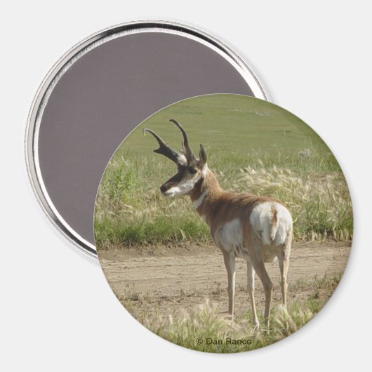 A39 Pronghorn Antelope Buck Magnet (Vorderseite/Rückseite)