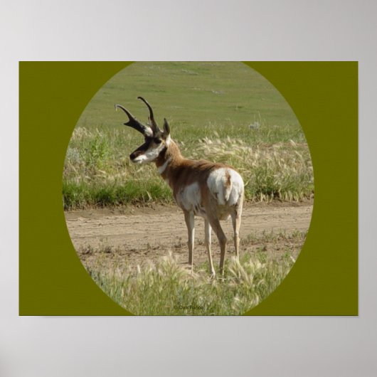 A39 Pronghorn Antelope Buck Poster (Vorne)