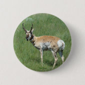 A3 Pronghorn Antelope Button (Vorderseite)