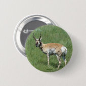 A3 Pronghorn Antelope Button (Vorne & Hinten)