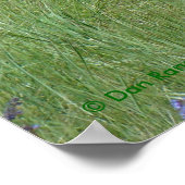 A3 Pronghorn Antelope Chewing Buck Poster (Ecke)