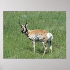 A3 Pronghorn Antelope Chewing Buck Poster