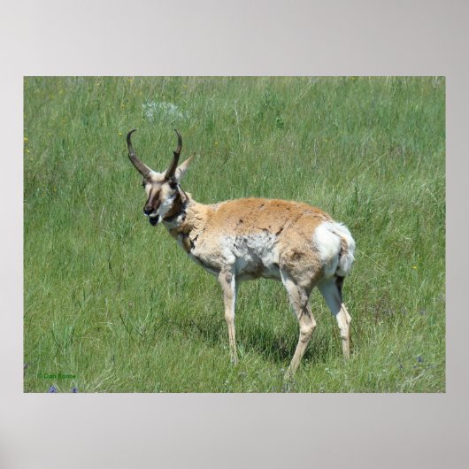 A3 Pronghorn Antelope Chewing Buck Poster (Vorne)