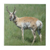 A3 Pronghorn Antelope Chewing Fliese (Vorderseite)