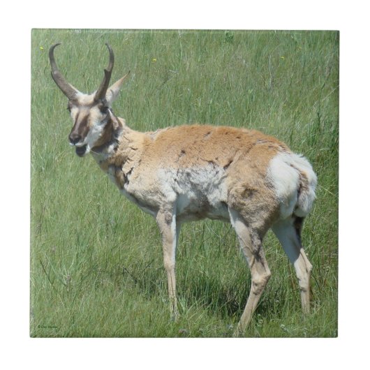 A3 Pronghorn Antelope Chewing Fliese (Vorderseite)