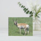 A3 Pronghorn Antelope Chewing Postkarte (Stehend Vorderseite)