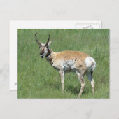 A3 Pronghorn Antelope Chewing Postkarte (Vorne/Hinten)