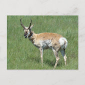 A3 Pronghorn Antelope Chewing Postkarte (Vorderseite)