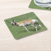 A3 Pronghorn Antelope Chewing Rechteckiger Pappuntersetzer (angewinkelt)