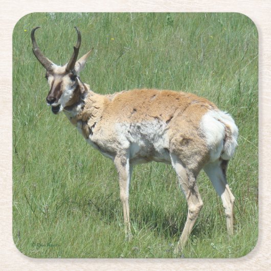 A3 Pronghorn Antelope Chewing Rechteckiger Pappuntersetzer (Vorderseite)