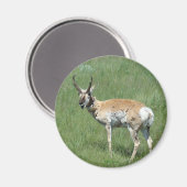 A3 Pronghorn Antelope Magnet (Vorderseite/Rückseite)