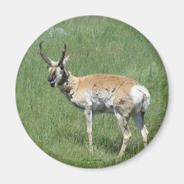 A3 Pronghorn Antelope Magnet