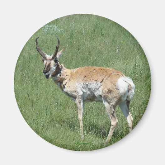 A3 Pronghorn Antelope Magnet (Vorne)