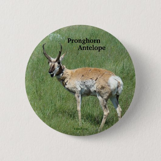 A3 Pronghorn Antilope Button (Vorderseite)