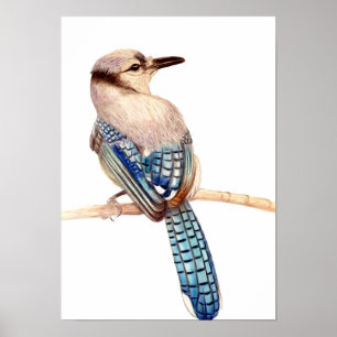 A3 Schön blauer Jay Stift Zeichne Druck Poster