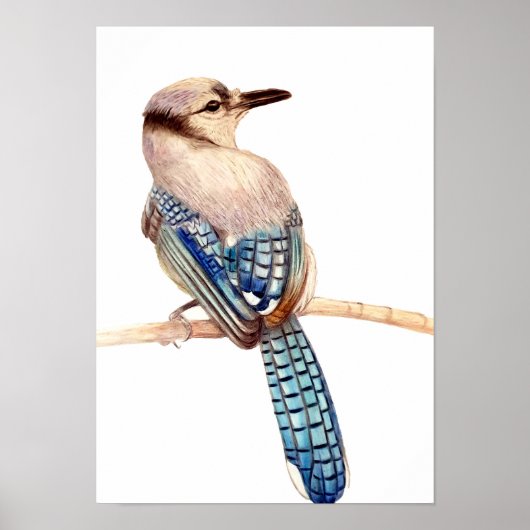A3 Schön blauer Jay Stift Zeichne Druck Poster (Vorne)