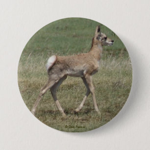 A42 Baby Gabelantilope Button