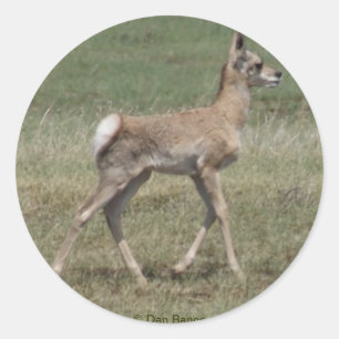 A42 Baby Gabelantilope Runder Aufkleber