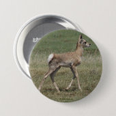 A42 Baby Pronghorn Antelope Button (Vorne & Hinten)